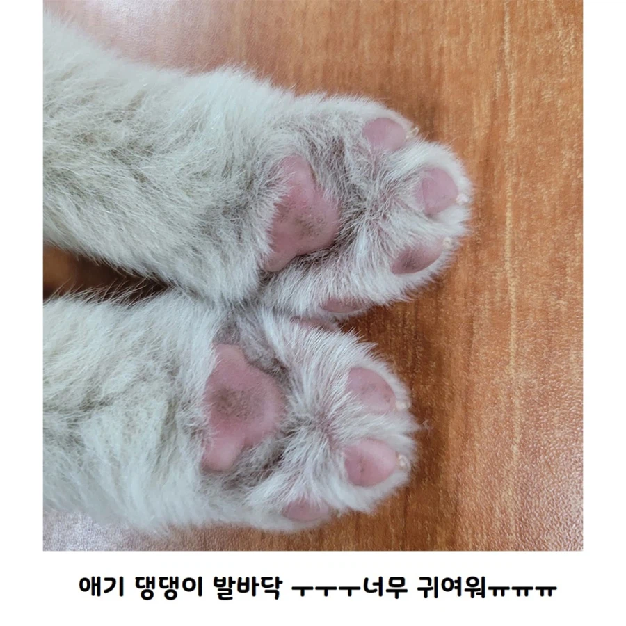 막내딸을 회사로 데려온 사장님_5.webp