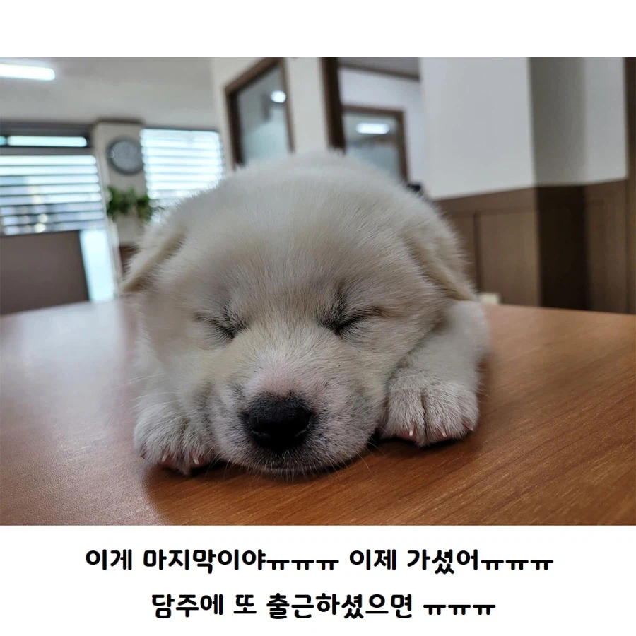 막내딸을 회사로 데려온 사장님_6.webp