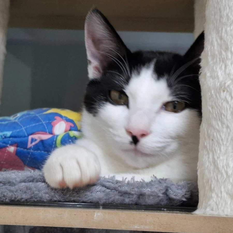 우리집 고양이가 심상치않다_1.webp