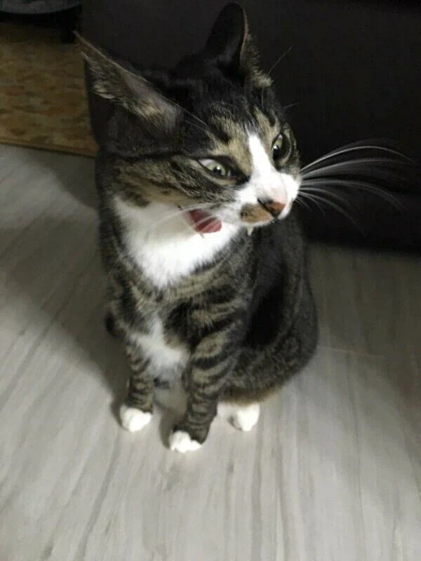 우리 조상님의 고양이 묘사 특..._2.webp