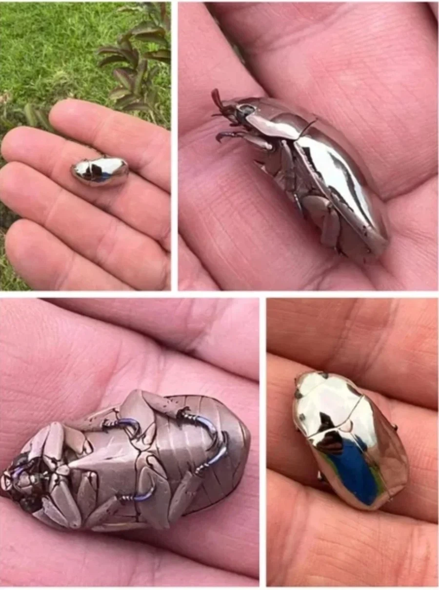 장난감처럼 생겼는데 진짜 곤충이래_1.webp