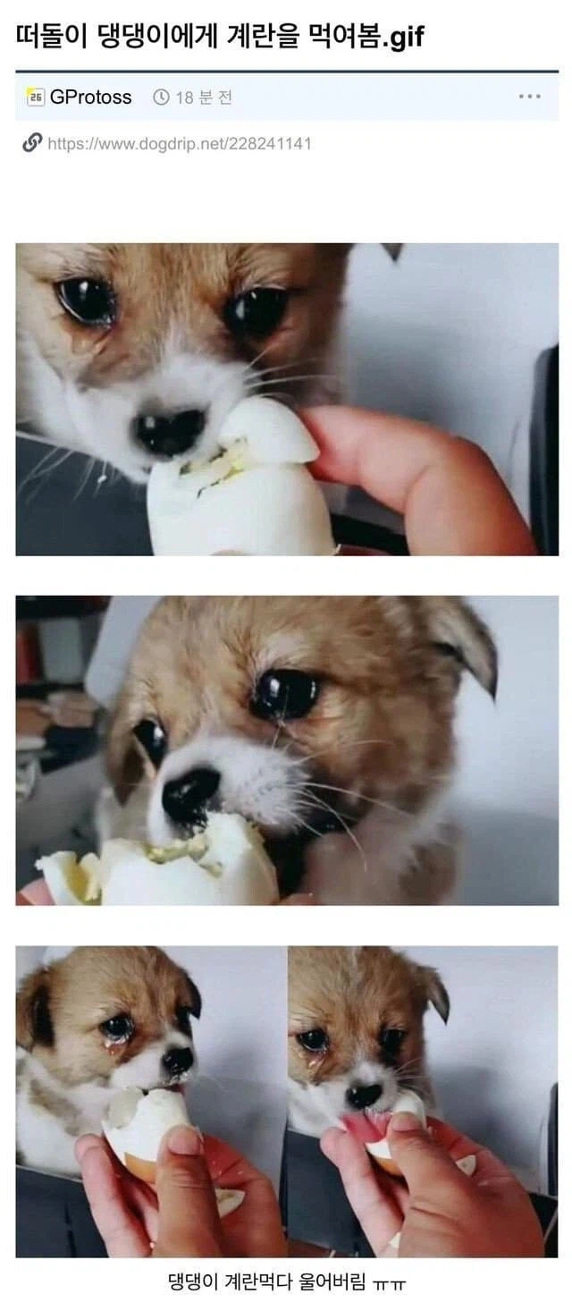 떠돌이 강아지가 불쌍해 계란 줬더니 먹다가 운다 ㅜㅜ_1.webp