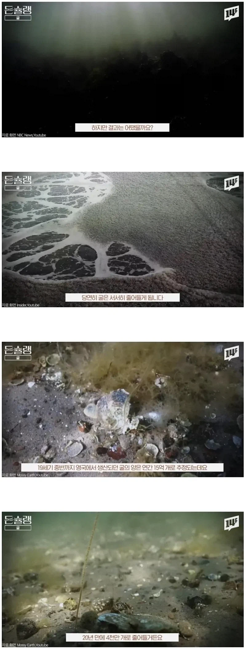 서양에서 굴이 비싼.EU_12.webp