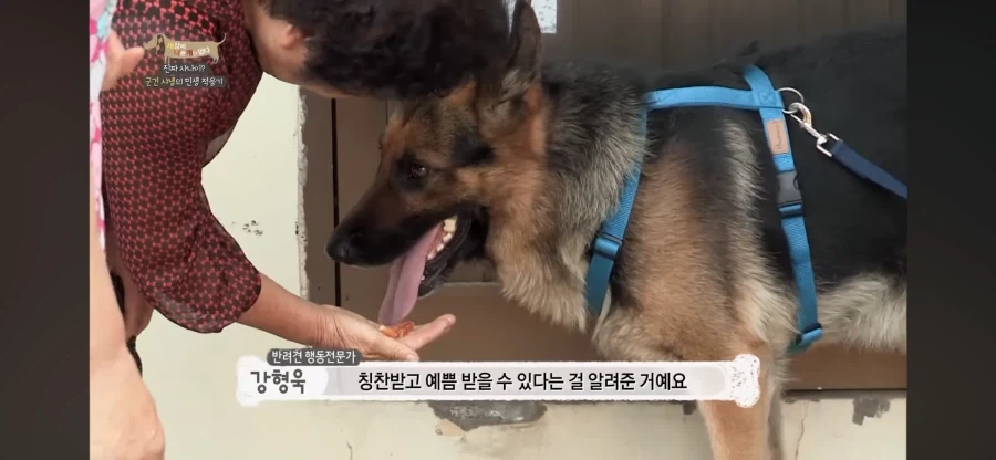 군견 출신 소심한 멍멍이를 위한 훈련_2.webp