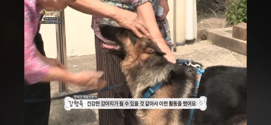 군견 출신 소심한 멍멍이를 위한 훈련_3.webp
