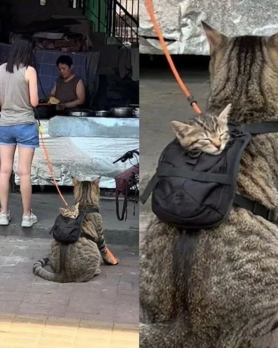 고앵이랑 산책 중_1.webp