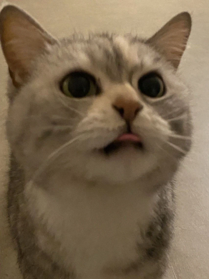 츄르 먹다 뺏긴 고양이_9.webp