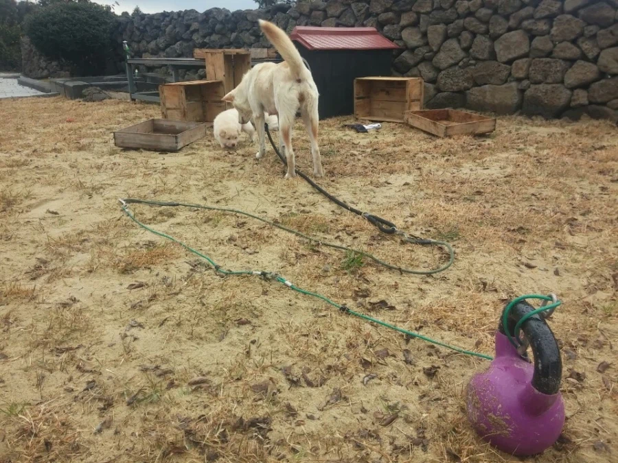 안쓰는 케틀벨의 활용.jpg_1.webp