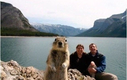 사진 찍는데 방해하는 동물들 모음 jpg._5.webp