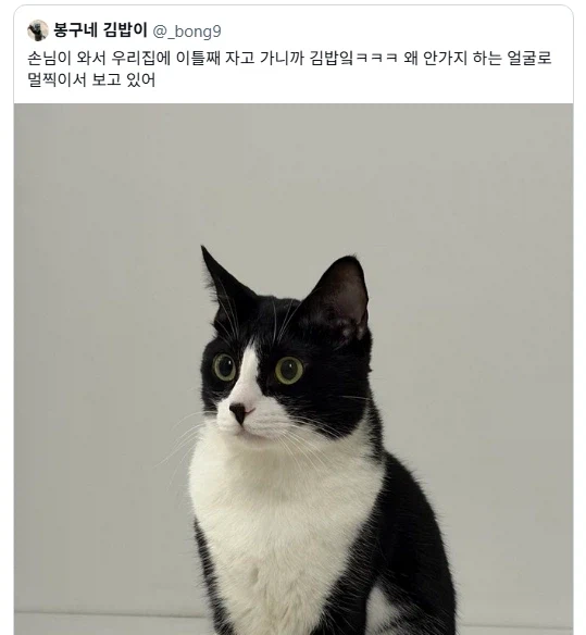 놀러온 손님이 집에 안갈 때 고양이 반응.jpg_1.webp
