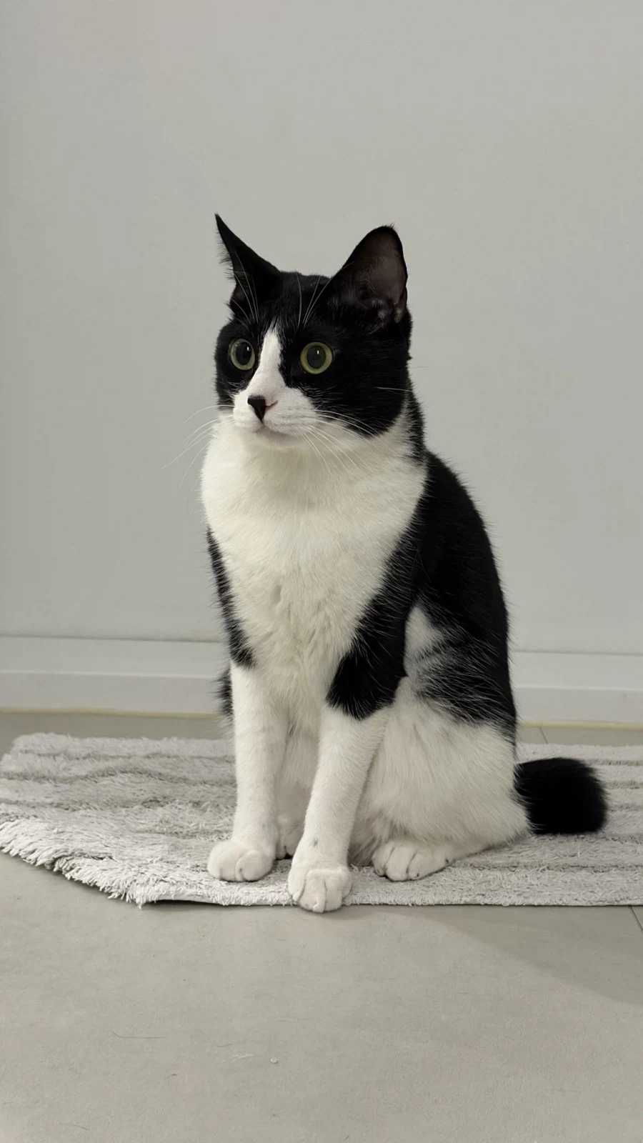 놀러온 손님이 집에 안갈 때 고양이 반응.jpg_2.webp