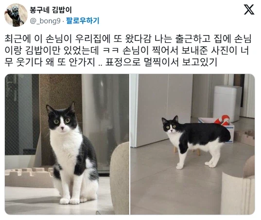 놀러온 손님이 집에 안갈 때 고양이 반응.jpg_3.webp