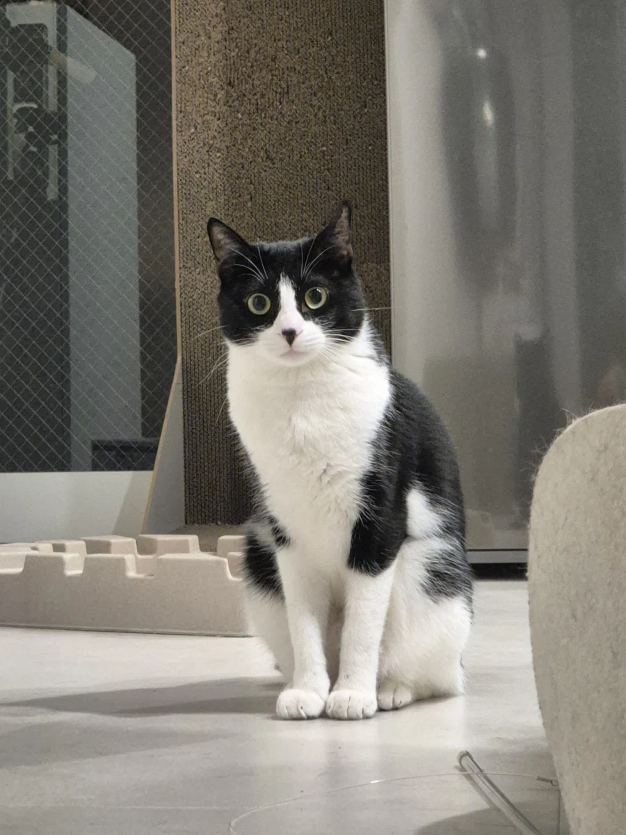 놀러온 손님이 집에 안갈 때 고양이 반응.jpg_4.webp