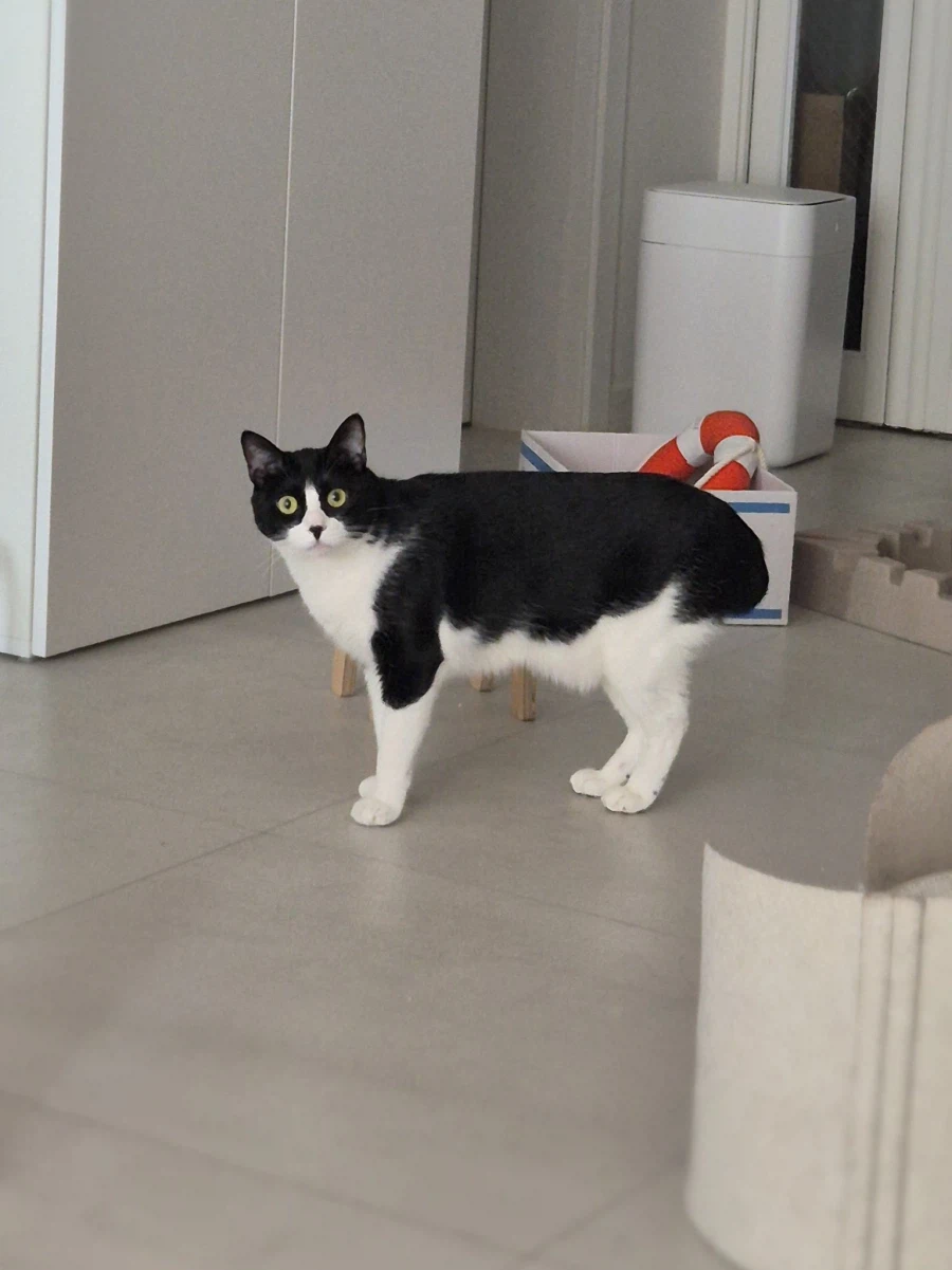 놀러온 손님이 집에 안갈 때 고양이 반응.jpg_5.webp