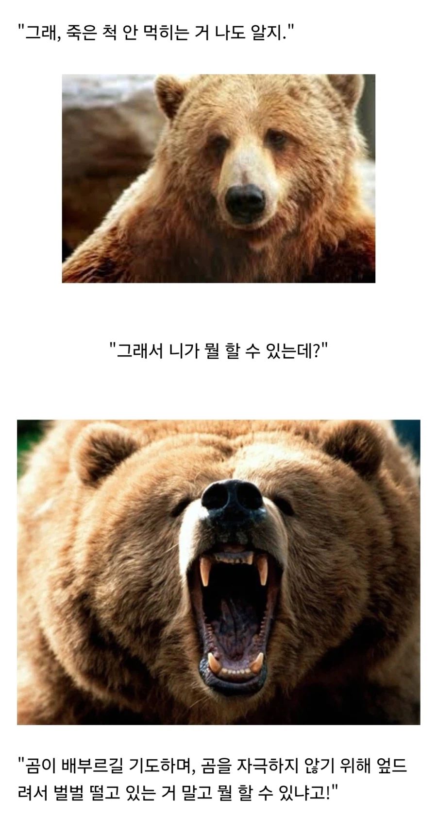 곰을 만나면 죽은척 해야 하는 이유_1.webp