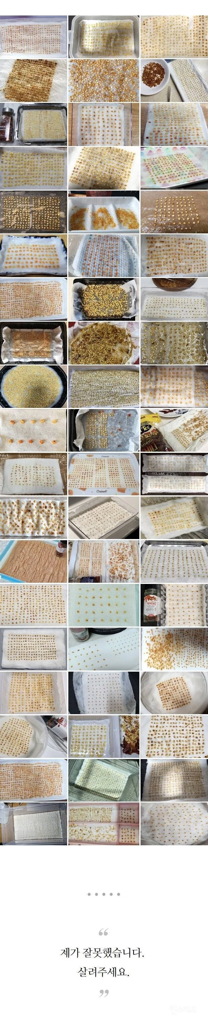 국내에서 페페론치노 키우는 방법_6.webp