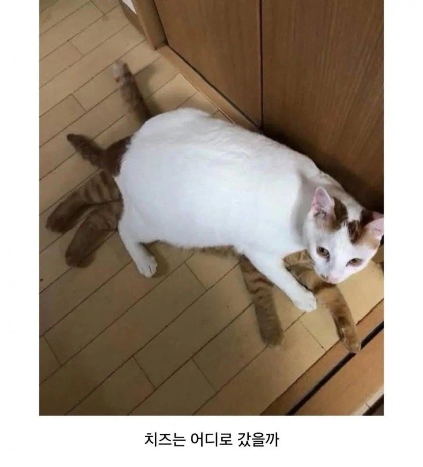 아기 고양이 1년 후_2.webp