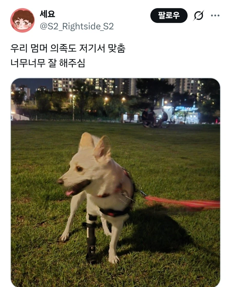 강아지 휠체어가 이렇게까지 저렴한 이유_4.webp