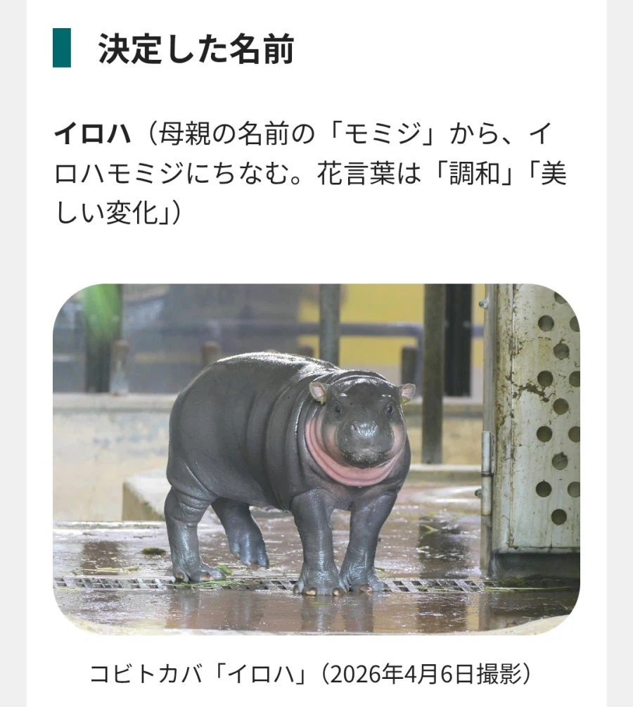 우에노 동물원에서 태어난 아기하마.jpg_1.webp