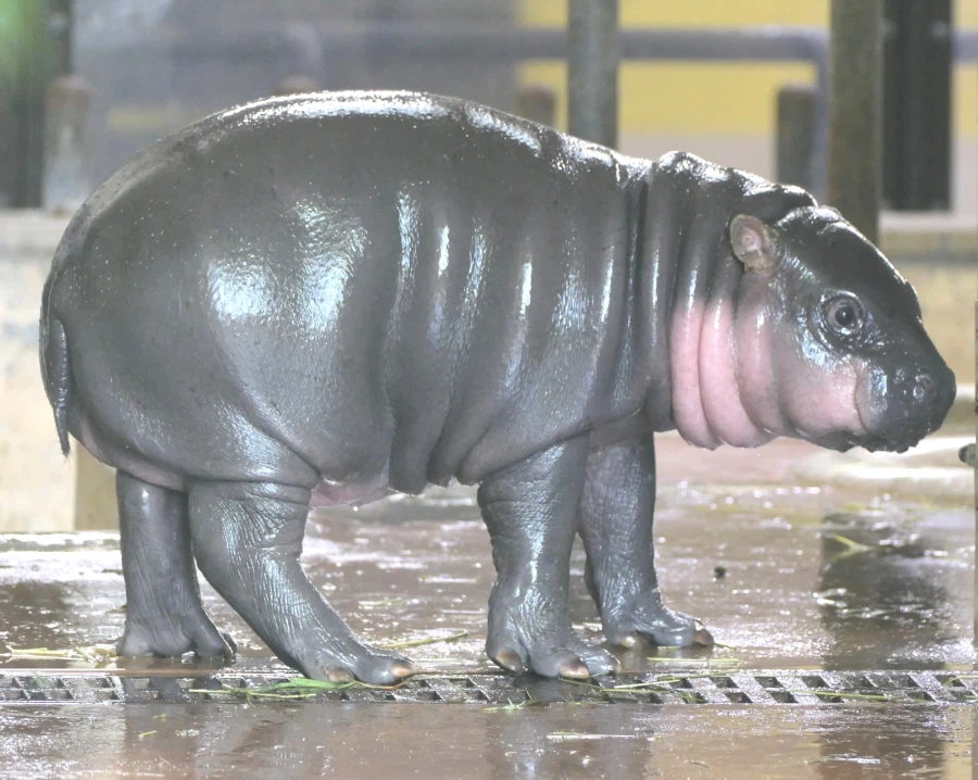 우에노 동물원에서 태어난 아기하마.jpg_2.webp