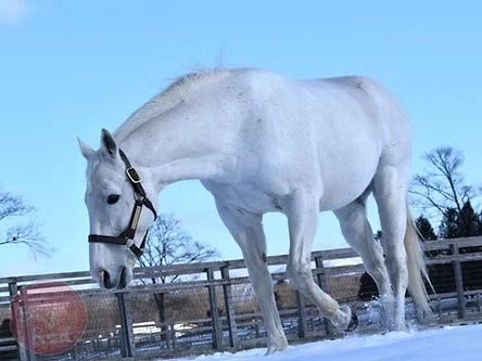 말딸?) 현역 은퇴후 살찐 대머리 아저씨가 된_1.webp