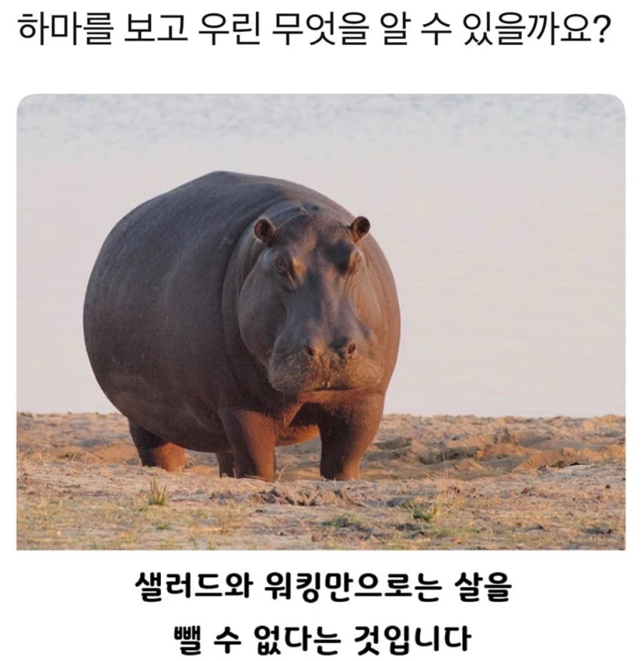 하마를 보고 알 수 있는 점_1.webp