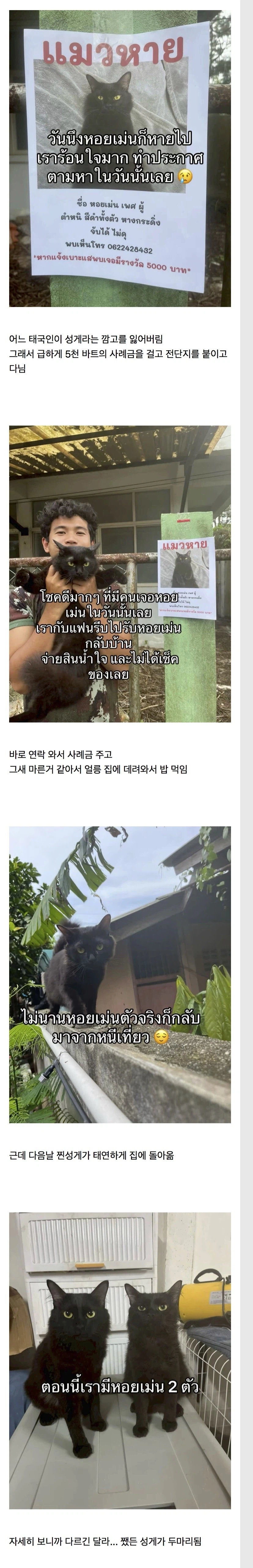고양이를 잃어버렸는데 찾긴 찾았음 근데_1.webp