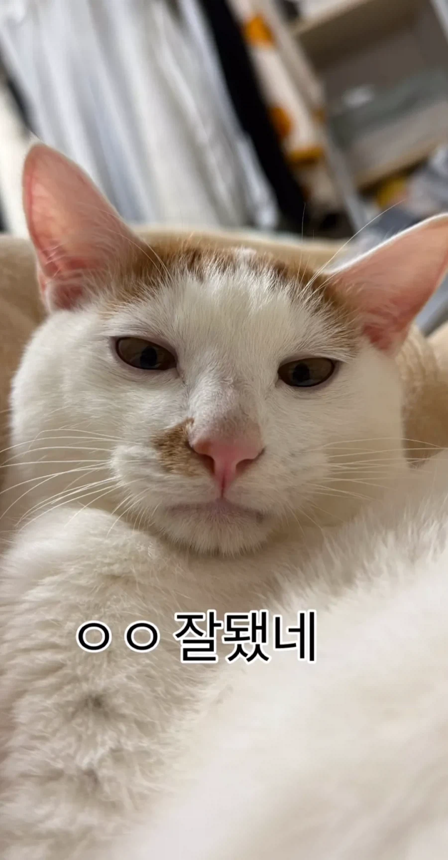 형아! 나 드디어 눈 기증 받게 됐대!_2.webp