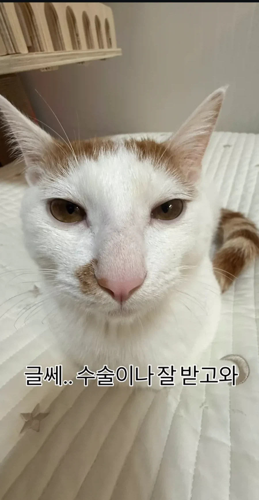 형아! 나 드디어 눈 기증 받게 됐대!_4.webp