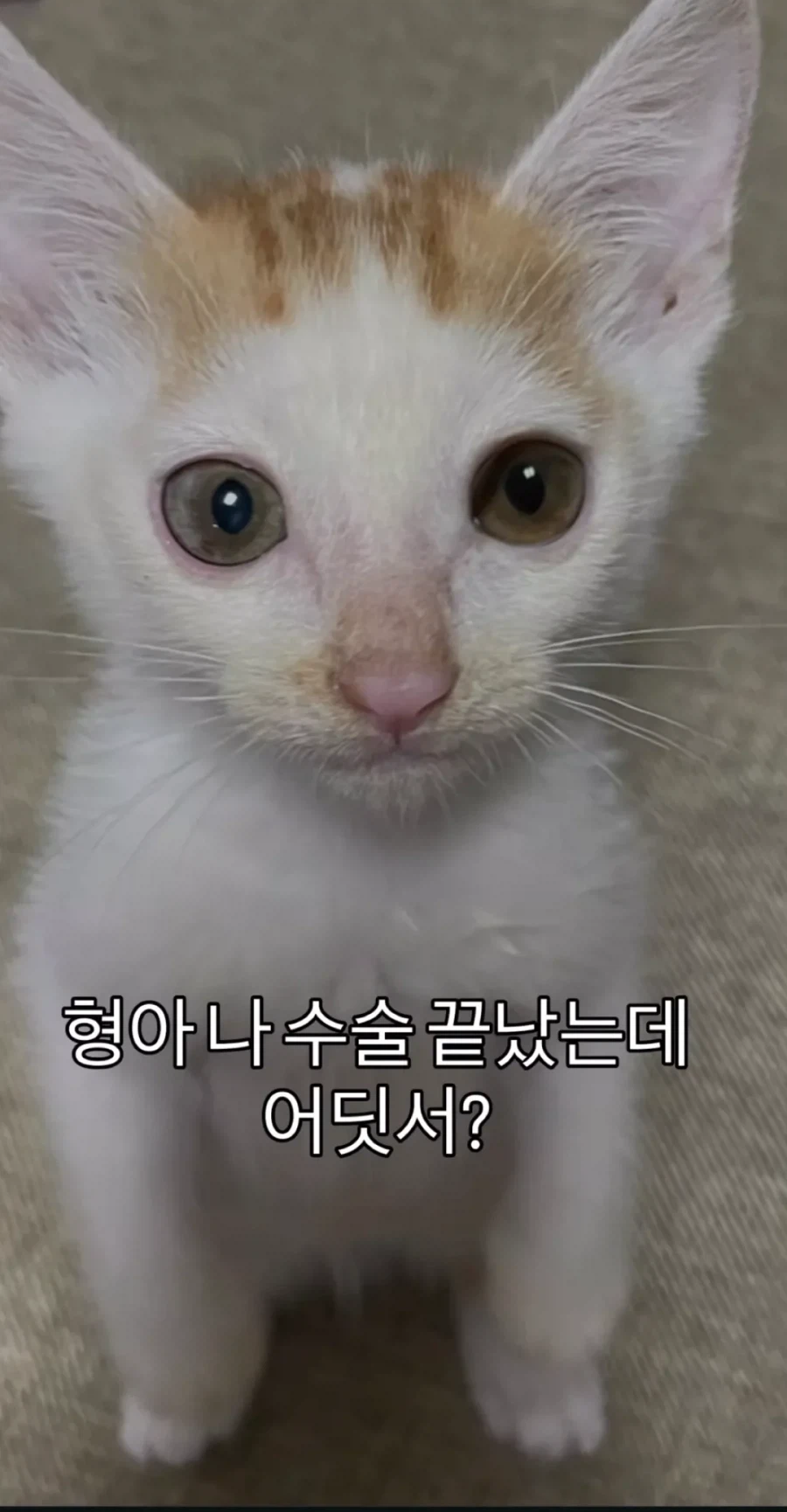 형아! 나 드디어 눈 기증 받게 됐대!_6.webp