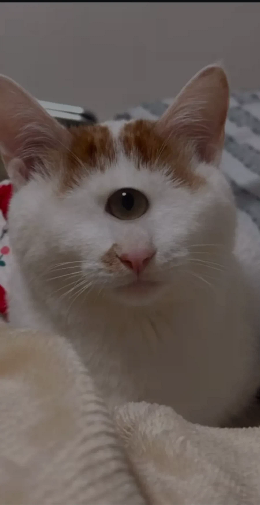 형아! 나 드디어 눈 기증 받게 됐대!_9.webp