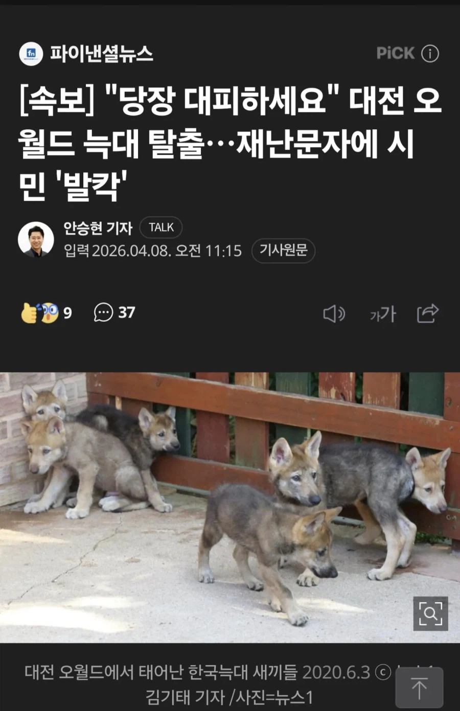 대전 오월드에서 늑대 탈출_1.webp