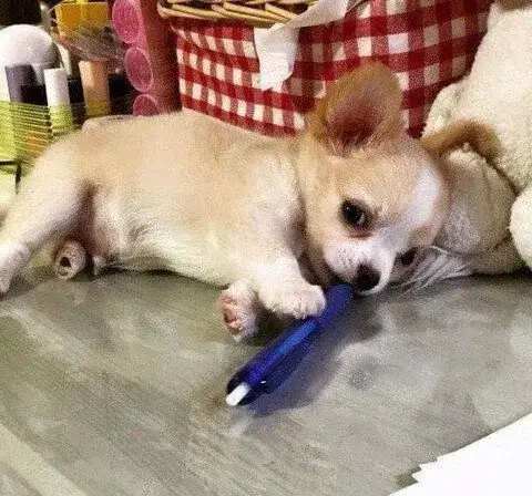 주인공부 방해한 댕댕이 최종 결말_1.webp