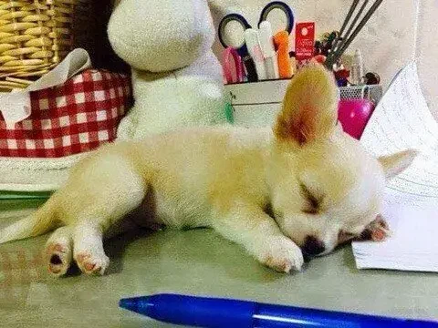 주인공부 방해한 댕댕이 최종 결말_2.webp