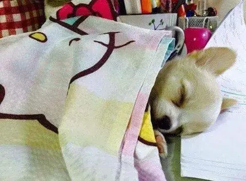 주인공부 방해한 댕댕이 최종 결말_3.webp