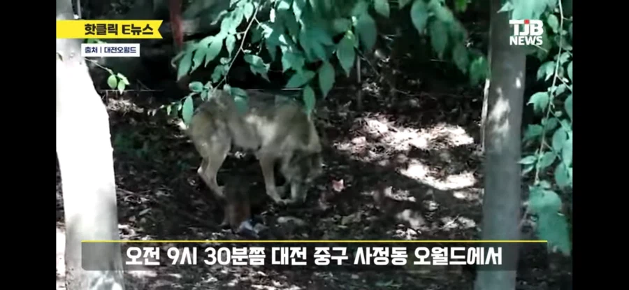 대전 동물원 늑대 탈출함_2.webp
