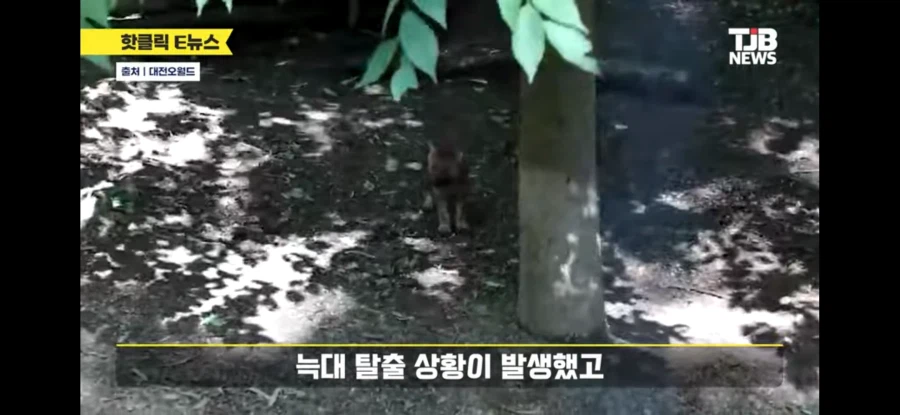 대전 동물원 늑대 탈출함_3.webp