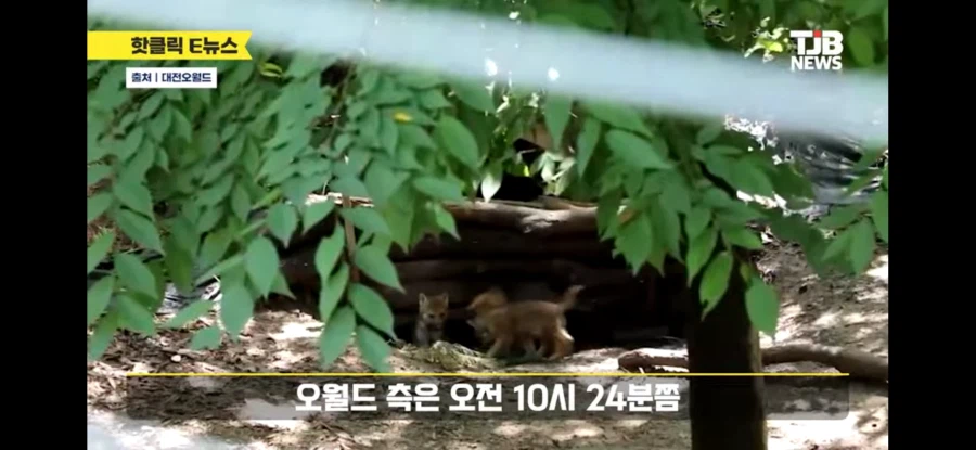 대전 동물원 늑대 탈출함_4.webp