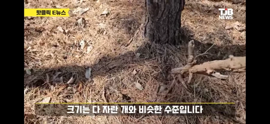 대전 동물원 늑대 탈출함_6.webp