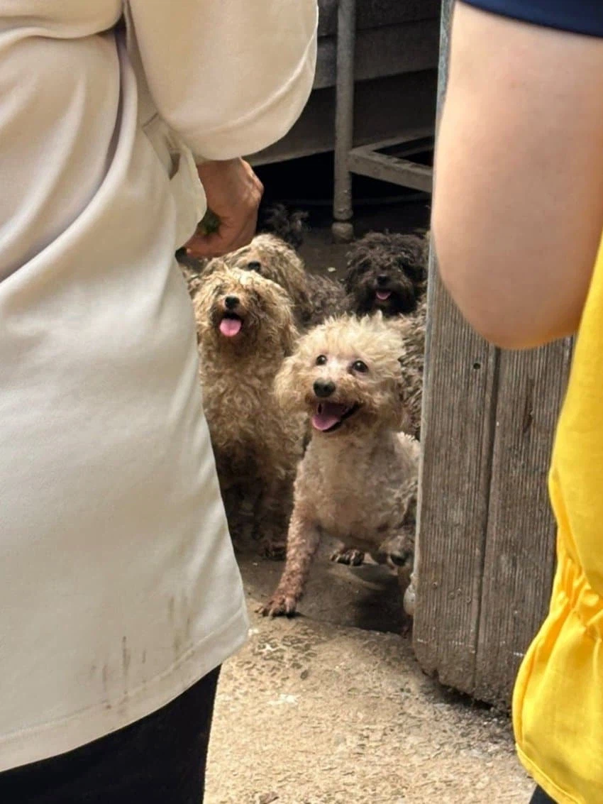 번식장에서 구조자를 본 강아지들 모습_1.webp