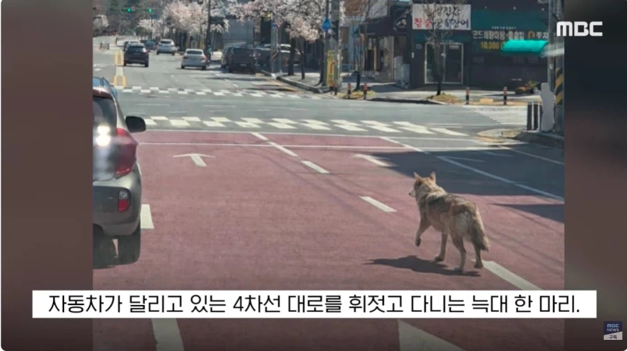 마을사람들 늑대 다 늑대가 나타났다_1.webp