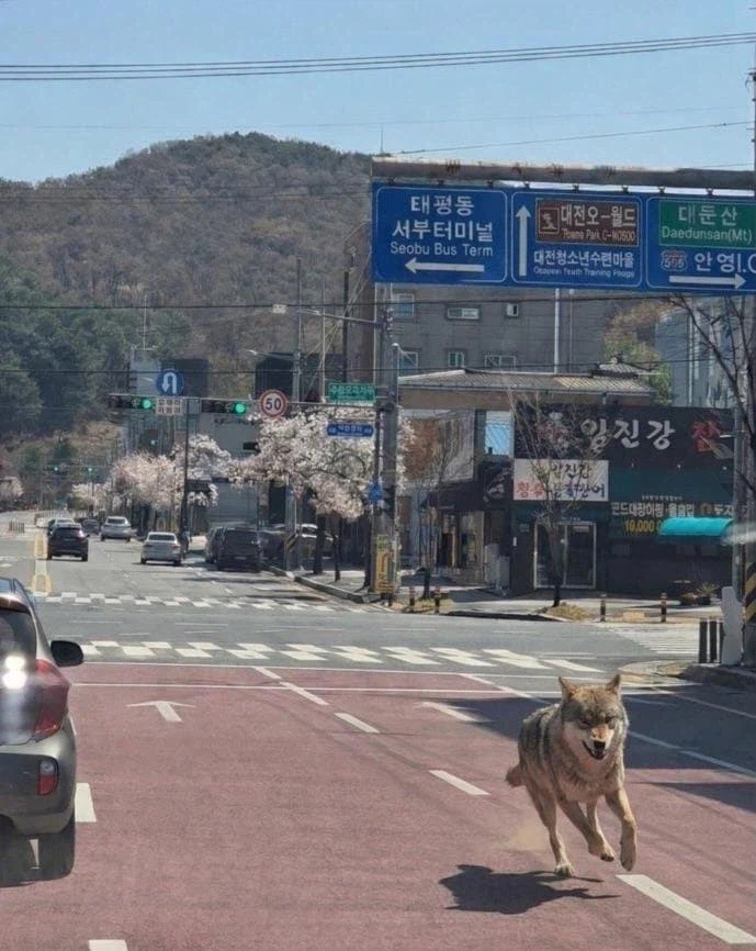 대전 탈출 늑대 :