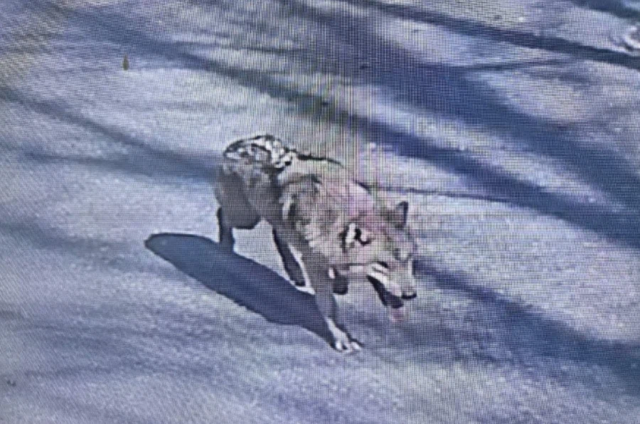 대전 늑대 탈출이...땅굴파서?_2.webp