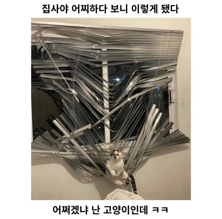 집사야, 일이 뭐 그렇게 됐다._1.webp