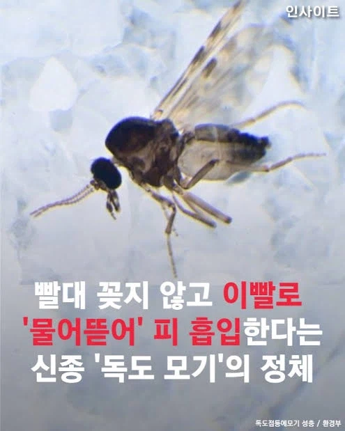한국에 있는 토종 모기_1.webp