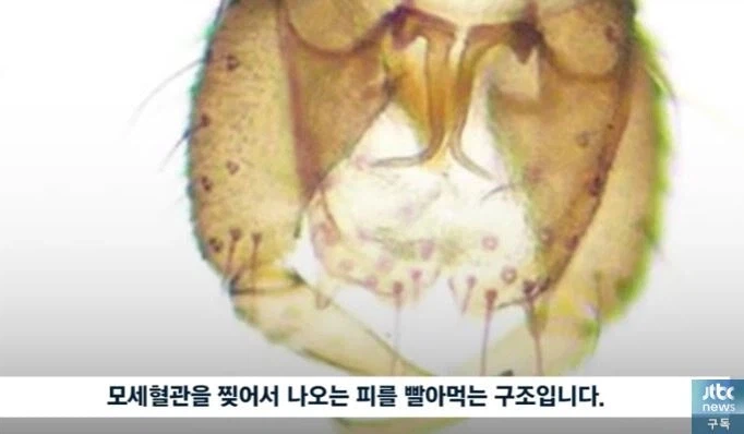 한국에 있는 토종 모기_2.webp