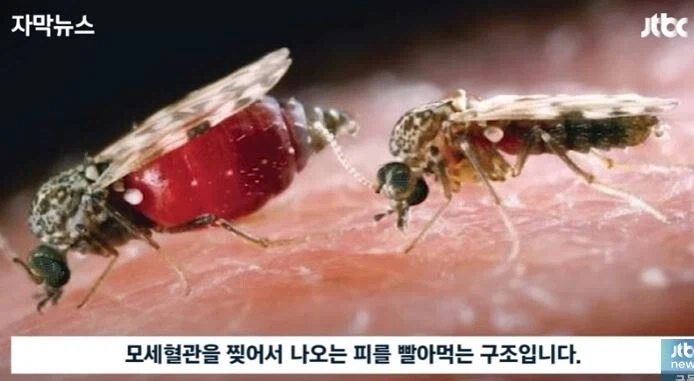 한국에 있는 토종 모기_3.webp