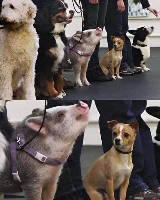 얘 뭐야? jpg._1.webp