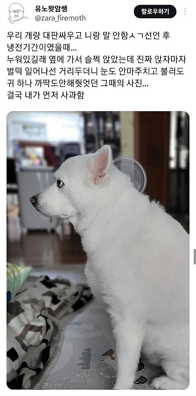 개한테 사과한 사람 jpg._1.webp
