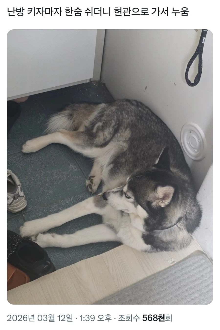 허스키 : .....에휴_1.webp